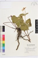 小白頭翁、野棉花藏品圖，第2張