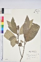 鬼石櫟藏品圖，第1張