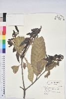 鬼石櫟藏品圖，第1張