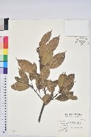 赤柯、赤椆、森氏櫟藏品圖，第1張