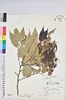 長尾栲、長尾柯、長尾尖葉櫧藏品圖，第1張