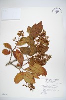 著生珊瑚樹藏品圖，第1張