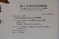 著生珊瑚樹藏品圖，第2張