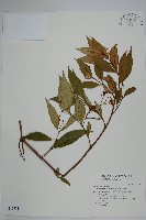 細梗絡石藏品圖，第1張