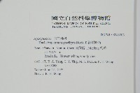 細梗絡石藏品圖，第2張