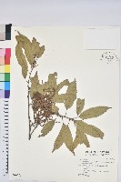 狹葉椆藏品圖，第1張