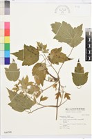 串鼻龍藏品圖，第2張