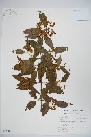 狹葉莢迷藏品圖，第1張