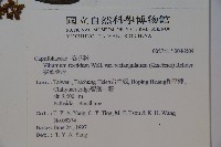 狹葉莢迷藏品圖，第2張