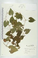 青牛膽藏品圖，第1張