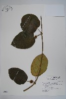 臺灣牛嬭菜藏品圖，第1張