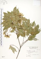 樟葉槭, 飛蛾子樹藏品圖，第1張