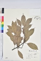 青剛櫟、鐵椆藏品圖，第1張