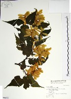 尖葉槭藏品圖，第1張