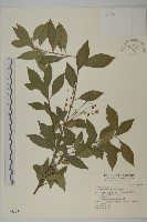 厚葉衛矛, 源一木藏品圖，第1張