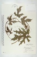 中華括樓藏品圖，第1張