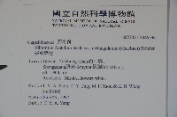 狹葉莢迷藏品圖，第2張