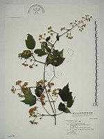 串鼻龍藏品圖，第1張