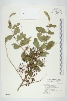 臺灣馬桑藏品圖，第1張