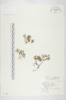 能高佛甲草藏品圖，第1張