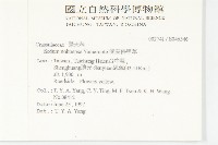 能高佛甲草藏品圖，第2張