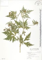 蔓烏頭藏品圖，第1張