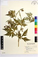蔓烏頭藏品圖，第2張