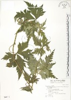 蔓烏頭藏品圖，第1張