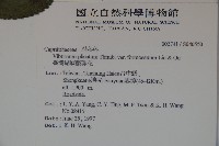 臺灣蝴蝶戲珠花、臺灣蝴蝶花藏品圖，第2張