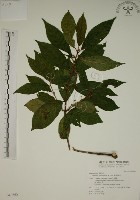 鈍齒鼠李藏品圖，第1張