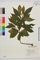 鈍齒鼠李藏品圖，第2張