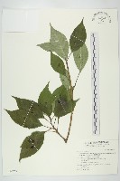 臺灣青莢葉藏品圖，第1張