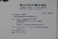 阿里山忍冬、漸尖葉忍冬藏品圖，第5張