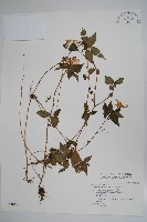 紫花鳳仙花藏品圖，第1張