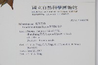 紫花鳳仙花藏品圖，第2張