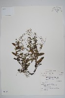 野勿忘草藏品圖，第1張