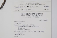 野勿忘草藏品圖，第2張