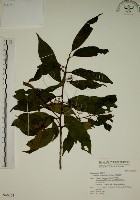 鈍齒鼠李藏品圖，第1張