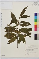 鈍齒鼠李藏品圖，第2張