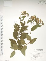 臺灣繡線菊藏品圖，第1張