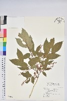 南燭藏品圖，第1張