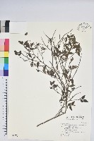 毛蕊花藏品圖，第1張