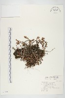 玉山佛甲草藏品圖，第1張