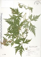 蔓烏頭藏品圖，第1張