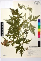 蔓烏頭藏品圖，第2張