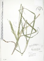 吳氏雀稗藏品圖，第1張