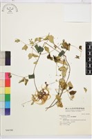 褐毛鐵線蓮藏品圖，第1張