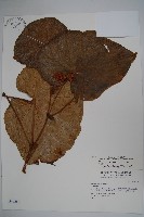 厚葉秋海棠藏品圖，第1張