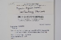 厚葉秋海棠藏品圖，第2張