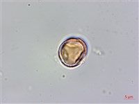 厚葉秋海棠藏品圖，第2張